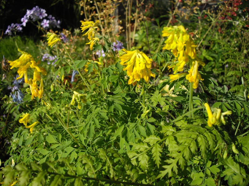 Pseudofumaria lutea en fleurs dans les éboulis ombragés des Alpes
